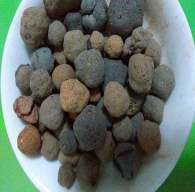 養(yǎng)殖君子蘭、酒瓶蘭,土壤埋點&ldquo;它&rdquo;,根系和葉片蹭蹭長