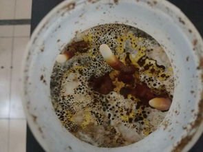 華南農(nóng)業(yè)大學(xué)食品學(xué)院生物工程專(zhuān)業(yè) 工程陶粒應(yīng)用與前景